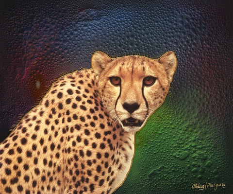 Cheetah Original Fine Arts Painting By Jeurgen Aldag - Turmeric Art